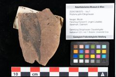 Foto (Objekt + Etikett) von Rhytisma pythii Ettingshausen (NHMW-GEO-2024-0188-0076)